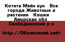 Котята Мейн кун - Все города Животные и растения » Кошки   . Амурская обл.,Свободненский р-н